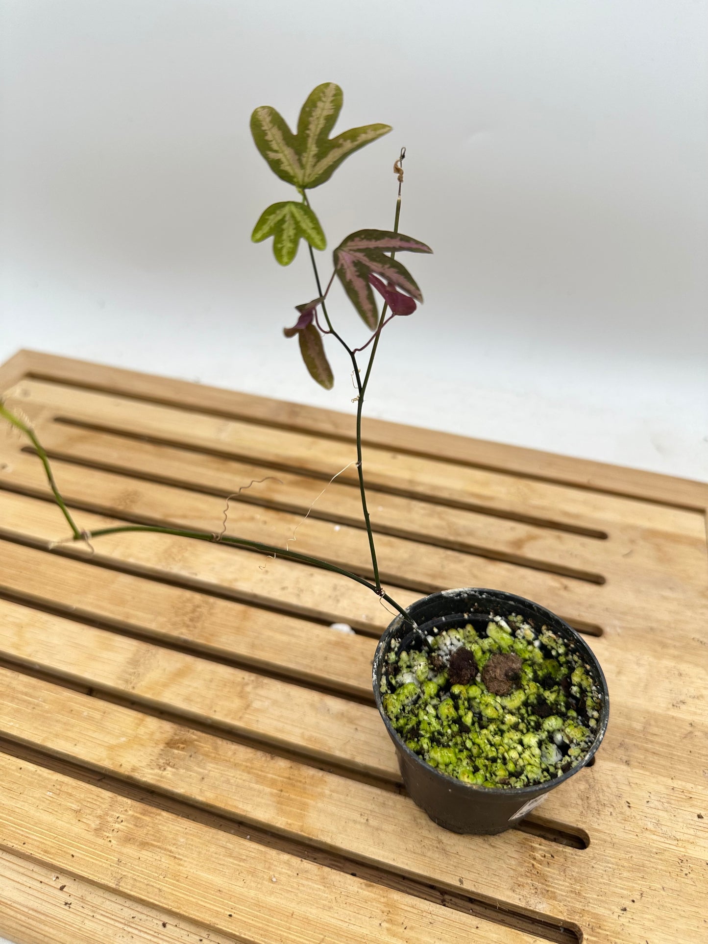 Passiflora Trifasciata (Purple)