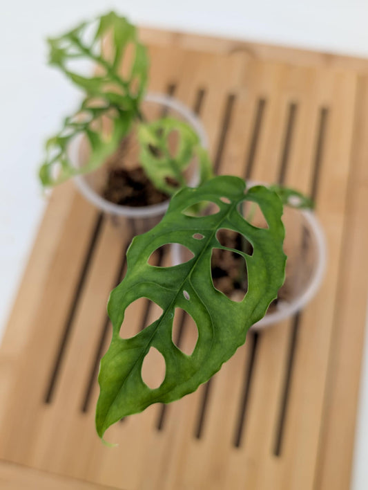 Monstera Obliqua Peru