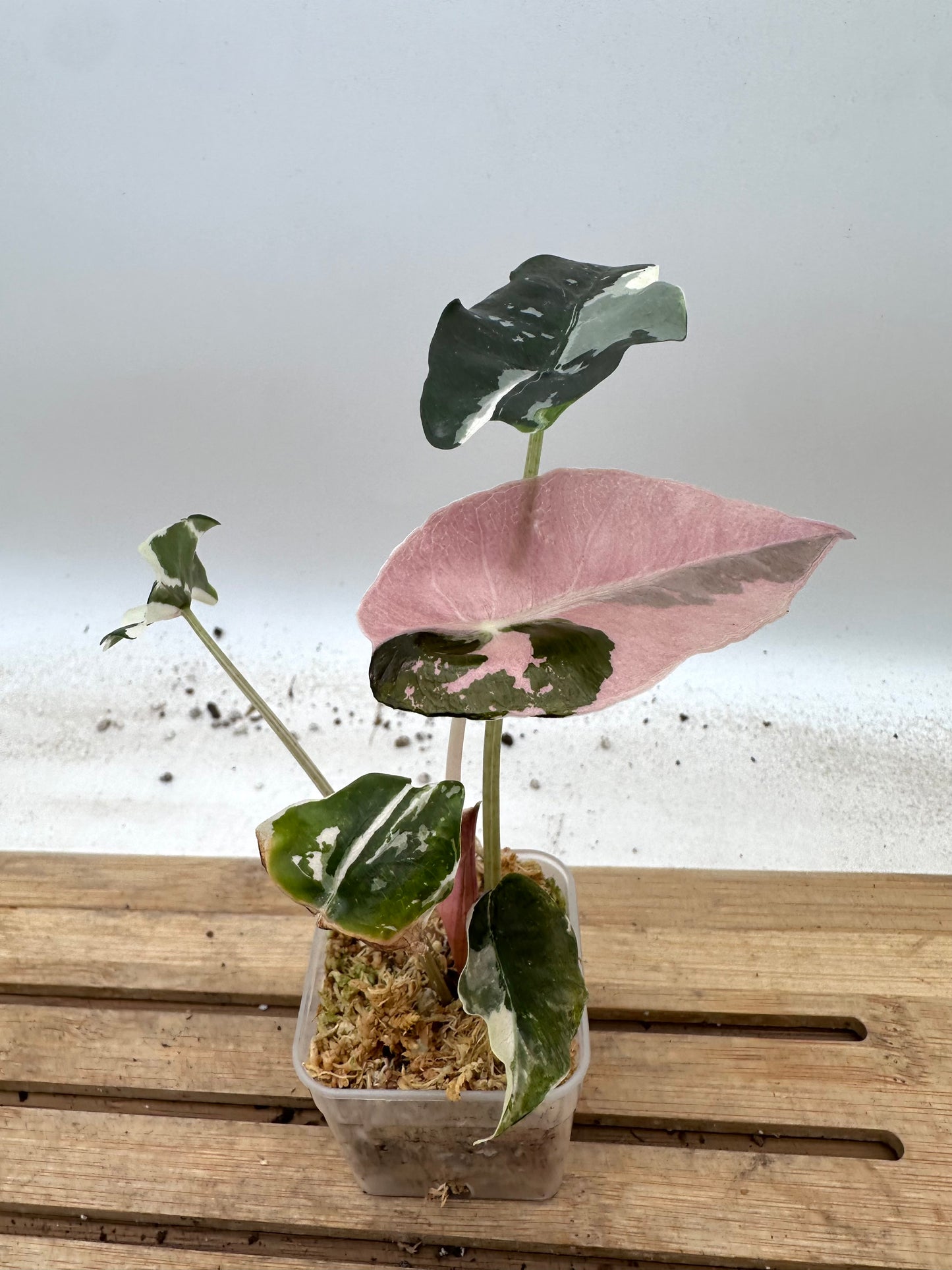 Alocasia Chantrieri Pink Variegated