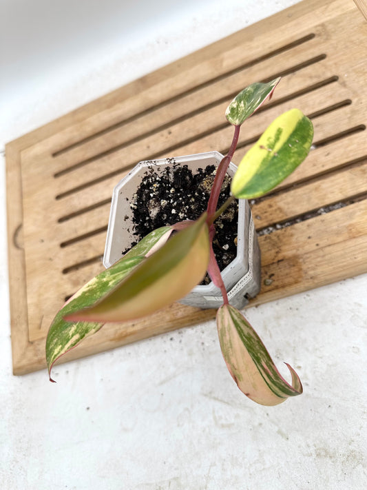Philodendron Strawberry Shake - Thanksgiving Sale 💚