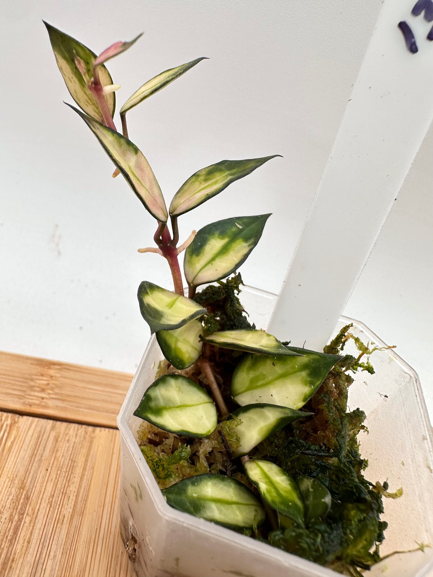 Hoya Lacunosa Inner Variegated