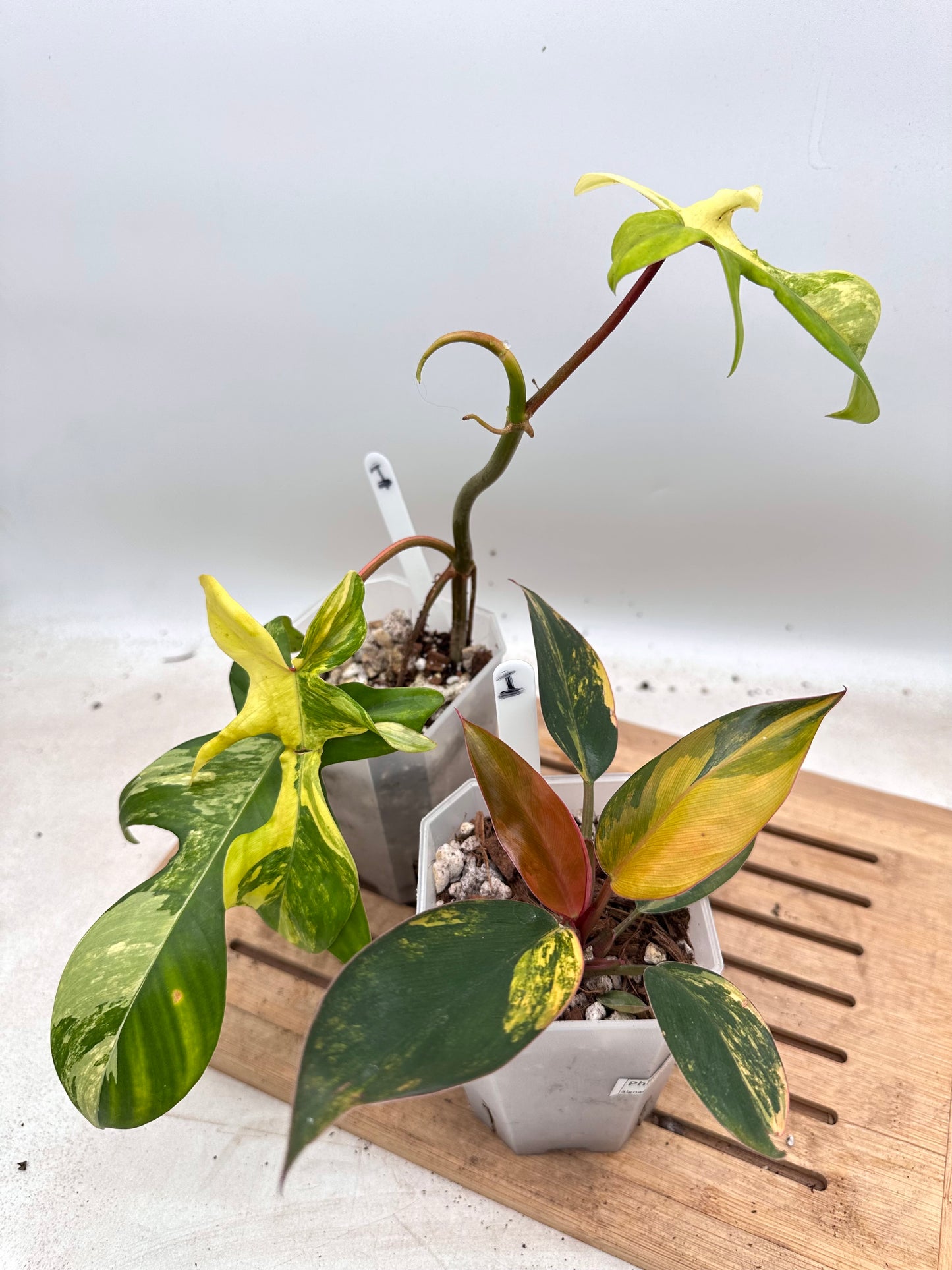 Combo Sale - Philodendron Florida Beauty & Red Congo Variegated