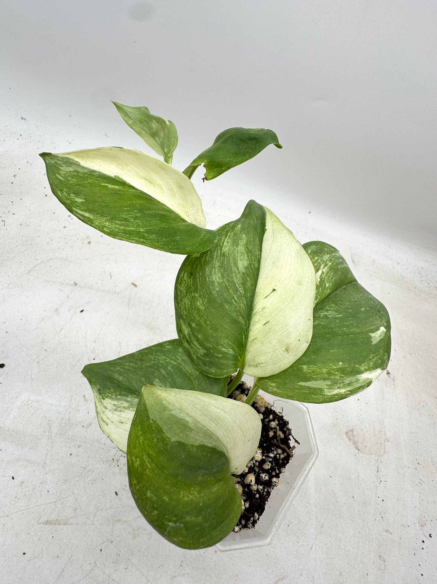Scindapsus Treubii Albo Variegated