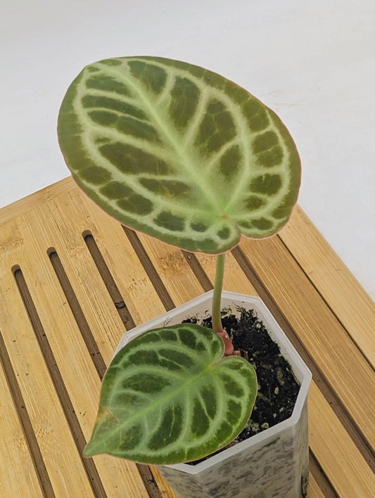 Anthurium ‘Red Tiger’