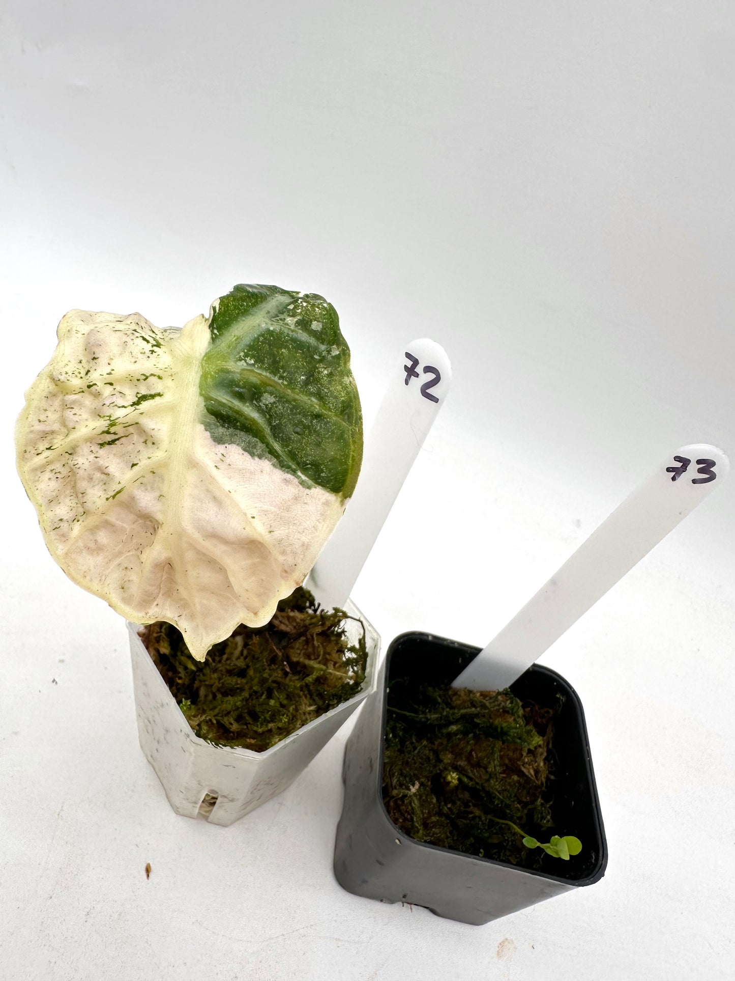 Alocasia Heart Balloon Pink Variegated 072 073