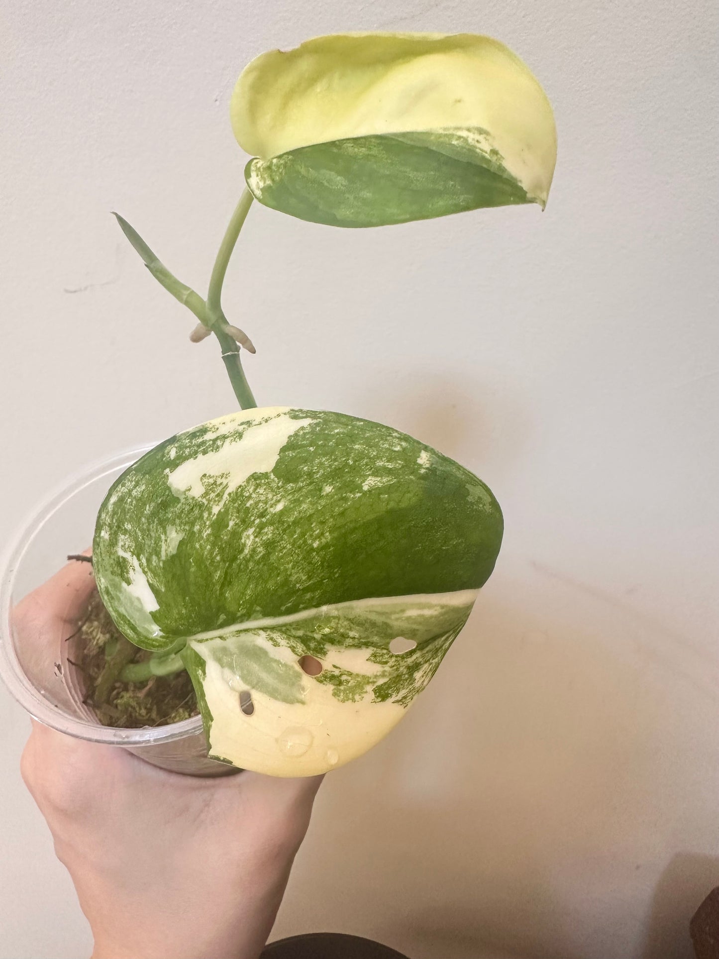 Scindapsus Jade Satin Variegated