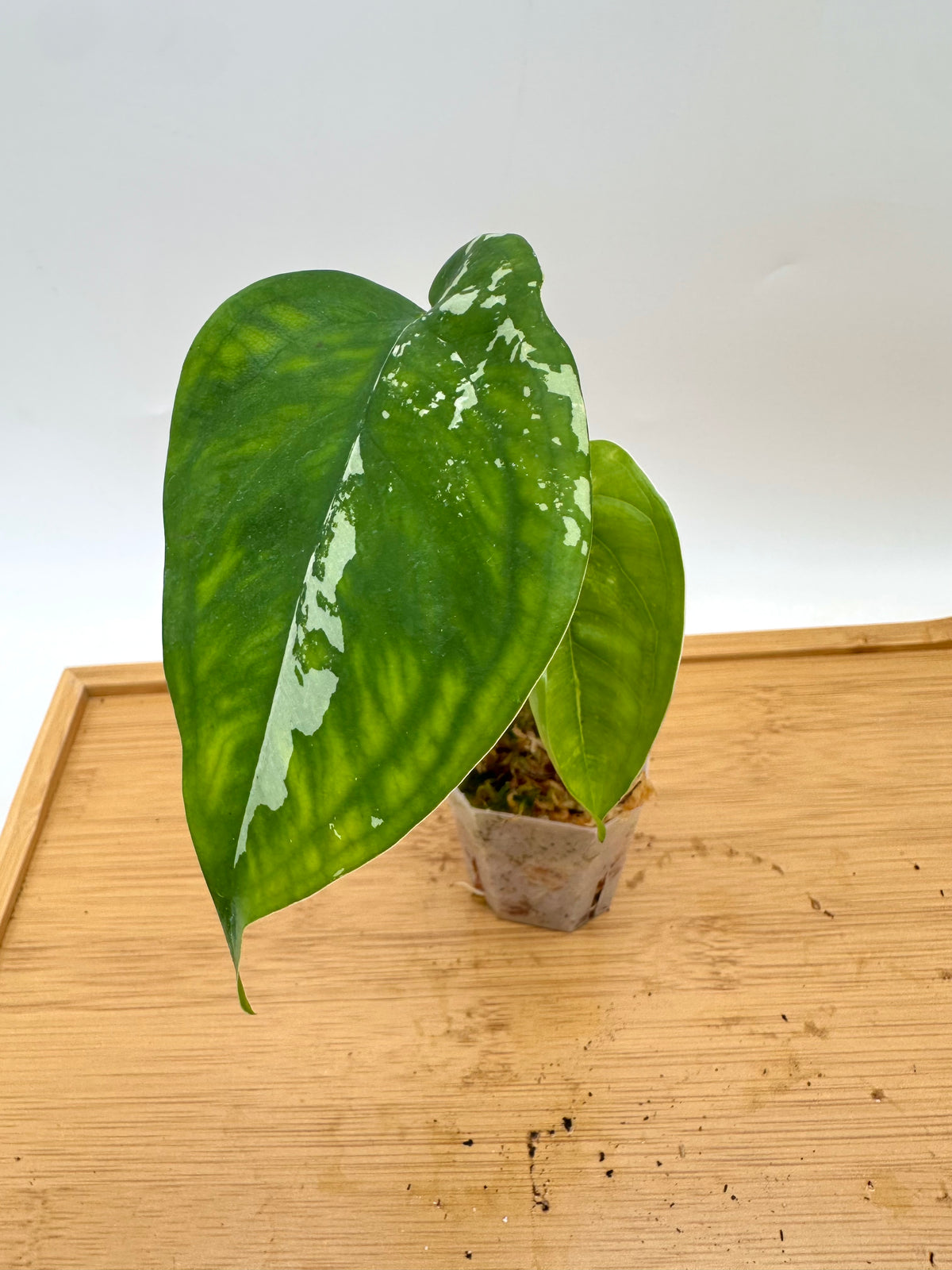 Syngonium Chiapense Albo Variegated