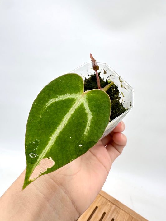 Anthurium wonderboy A x FTG Crystallinum x Dorayaki