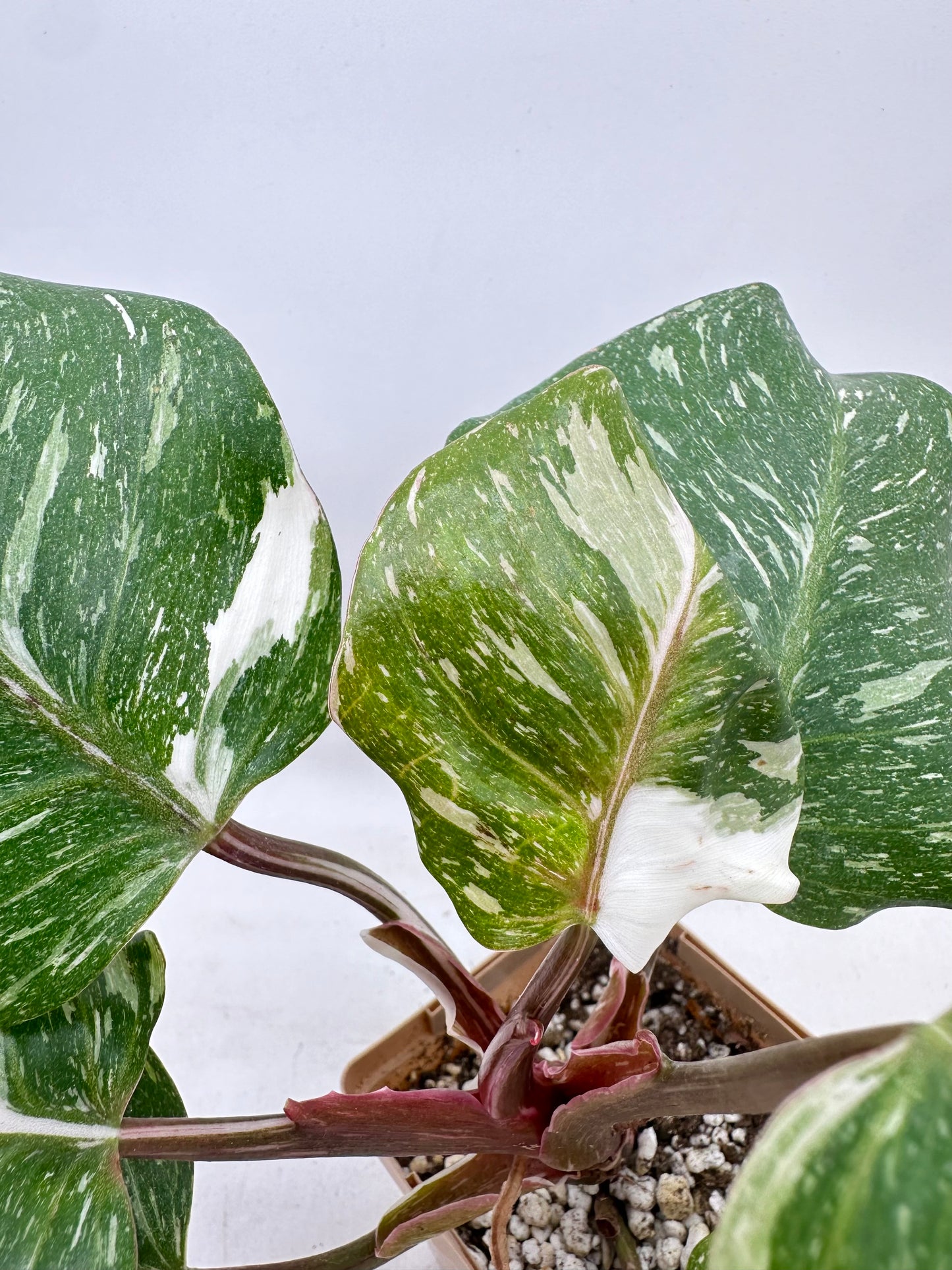 Philodendron White Knight Marble King Variegated