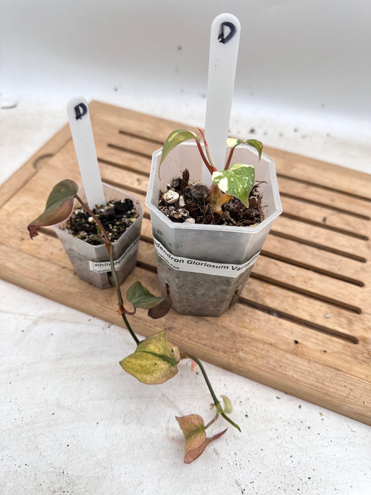 Combo Sale - Philodendron Gloriosum Variegated & Micans Mint Variegated