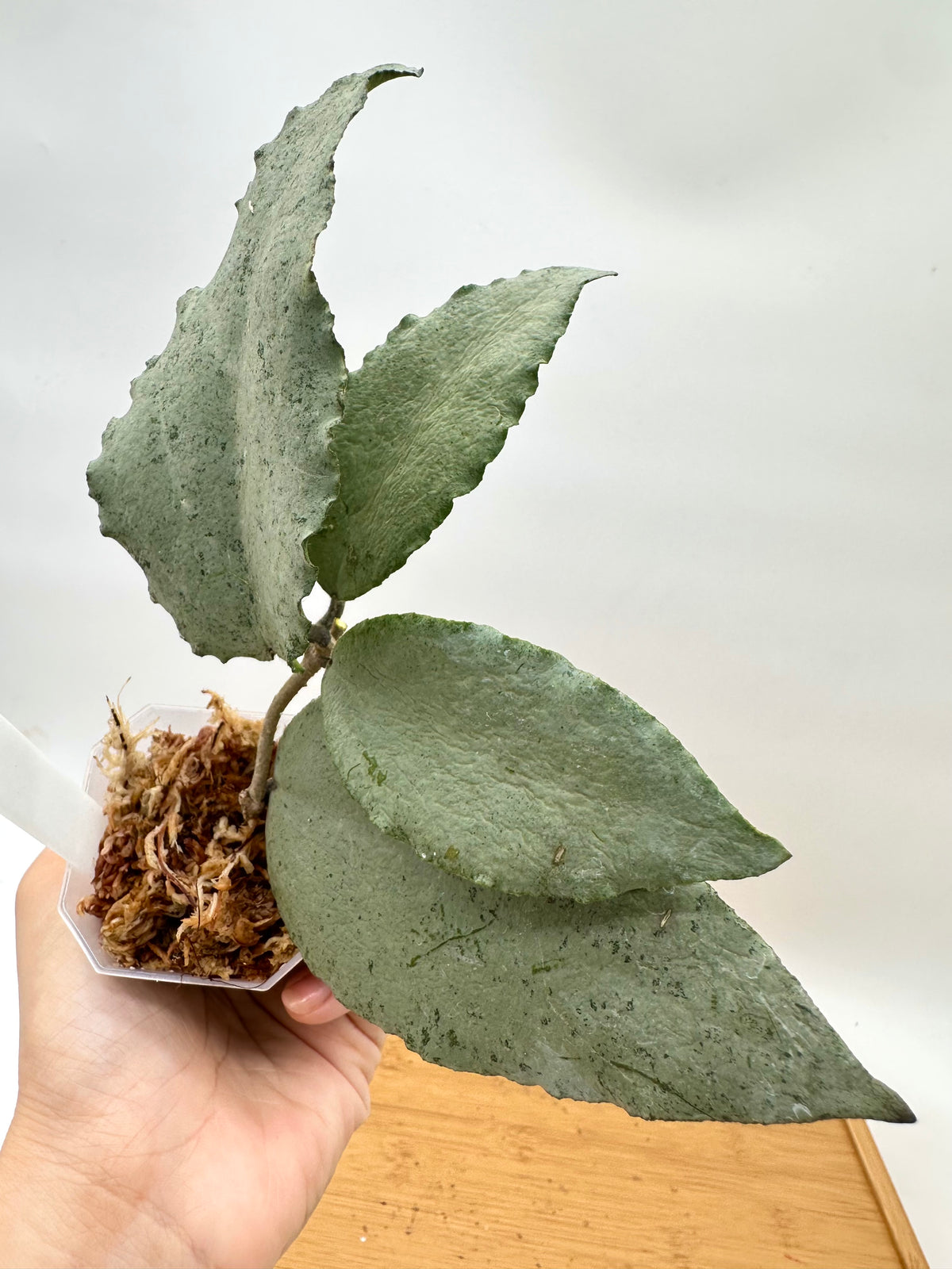 Hoya Caudata ‘Argene’ Silver - Big Leaf