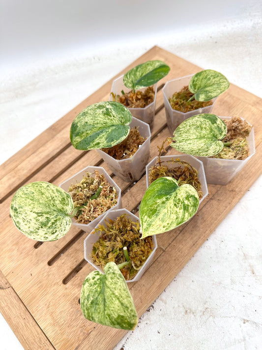 Scindapsus Halimoon Variegated - Clearance Sale 💚