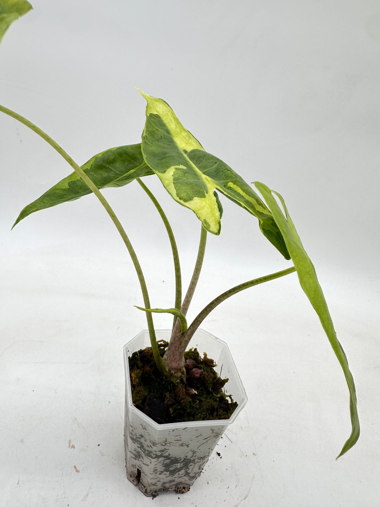 Alocasia Longiloba ‘Lava’ CORM - Rare
