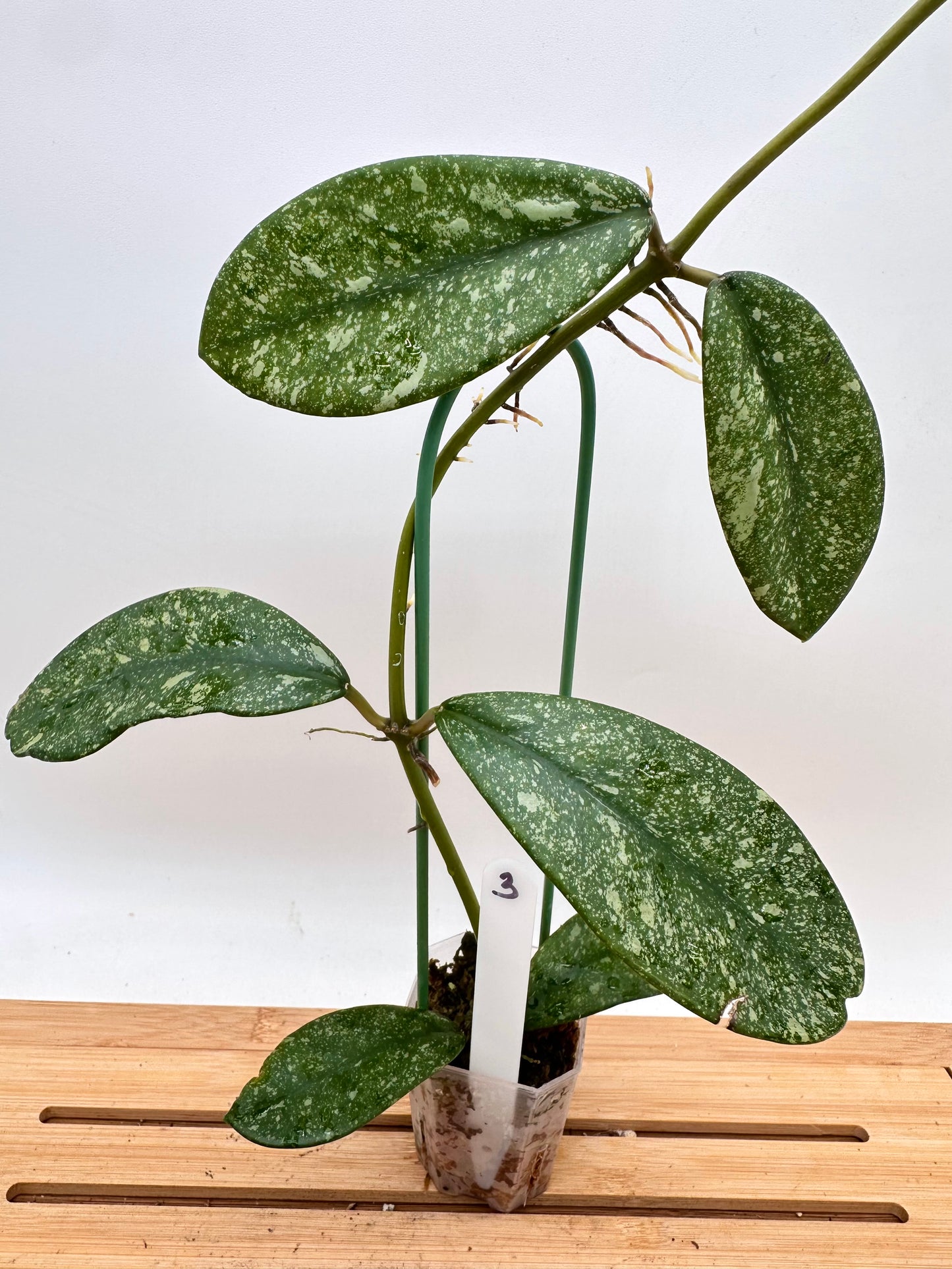Hoya Diversifolia Splash