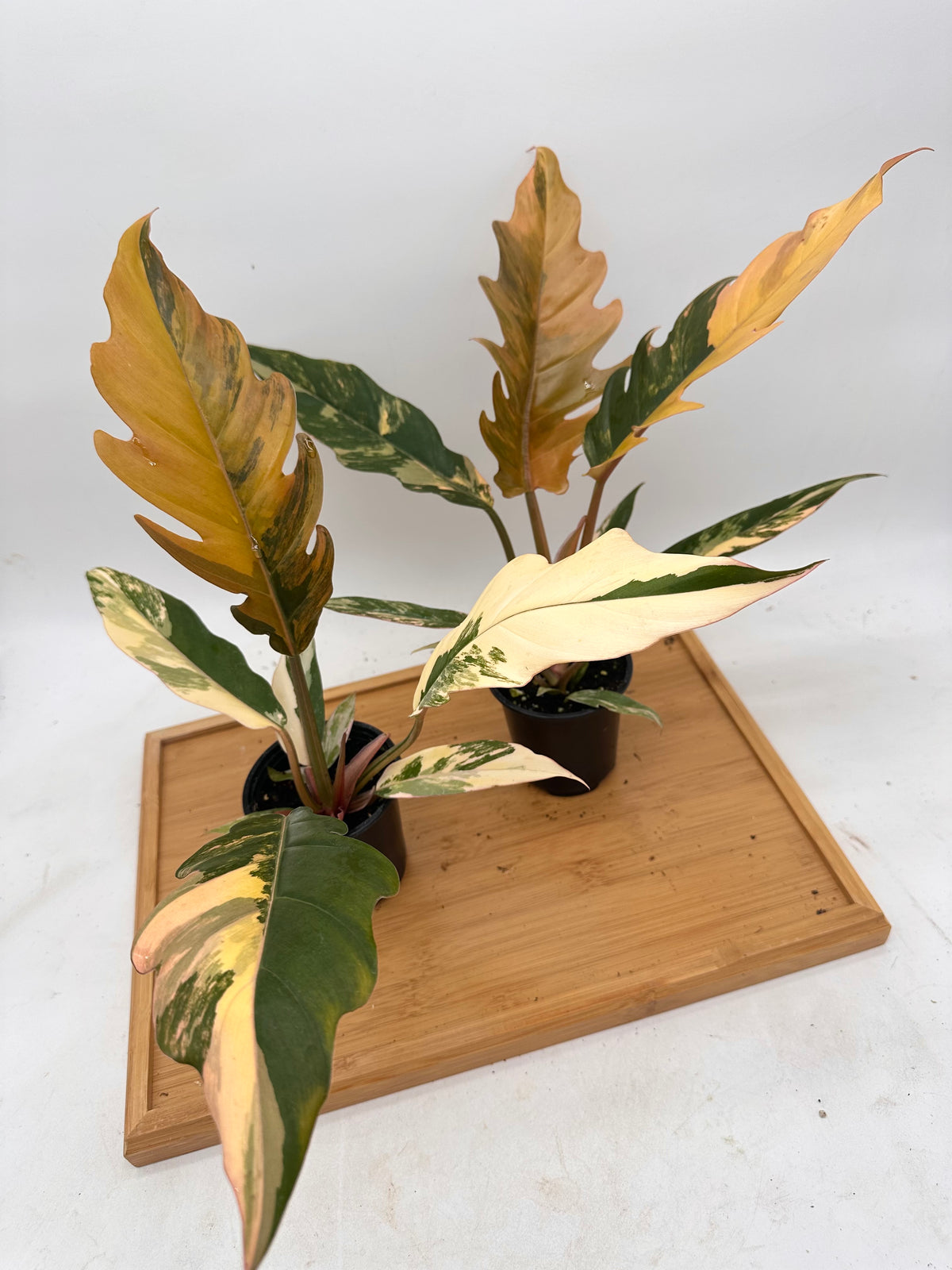 Philodendron Caramel Marble Variegated