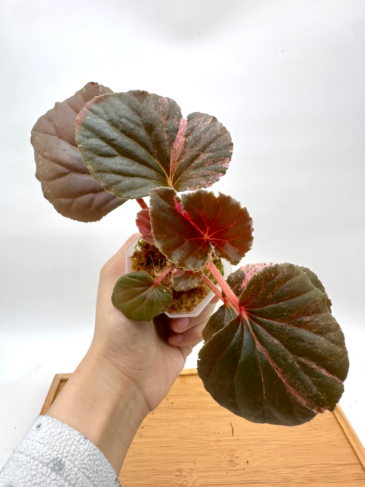 Begonia Cucullata Pink Variegated - 4+ Growths
