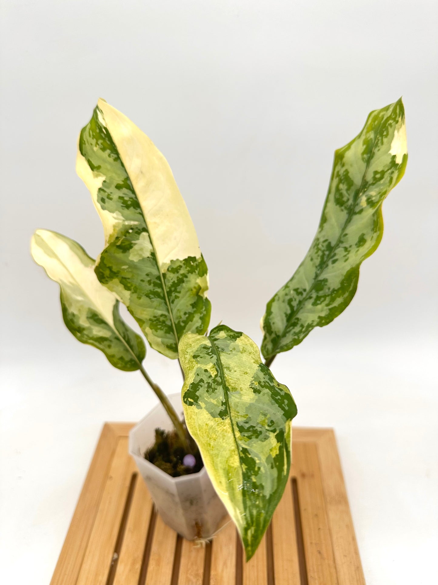 Aglaonema Manila Pride Variegated