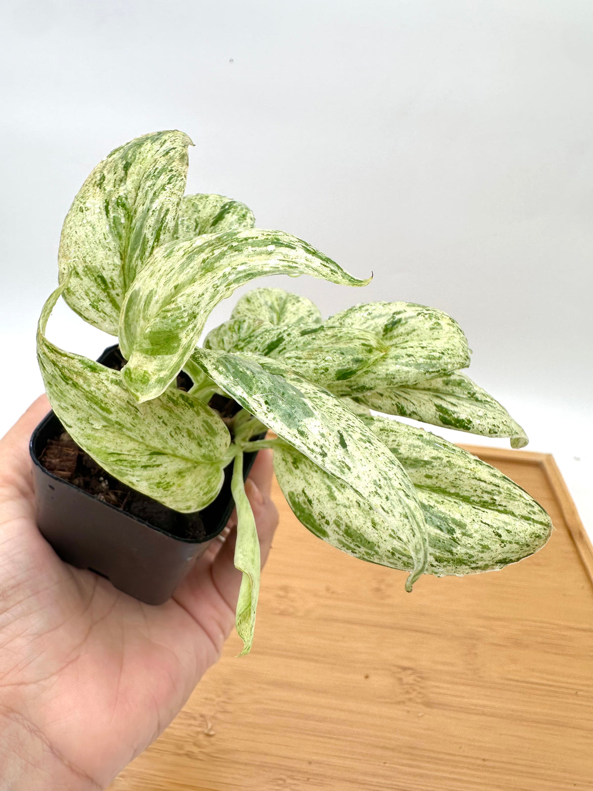 Scindapsus Super Star - Multiple Growths