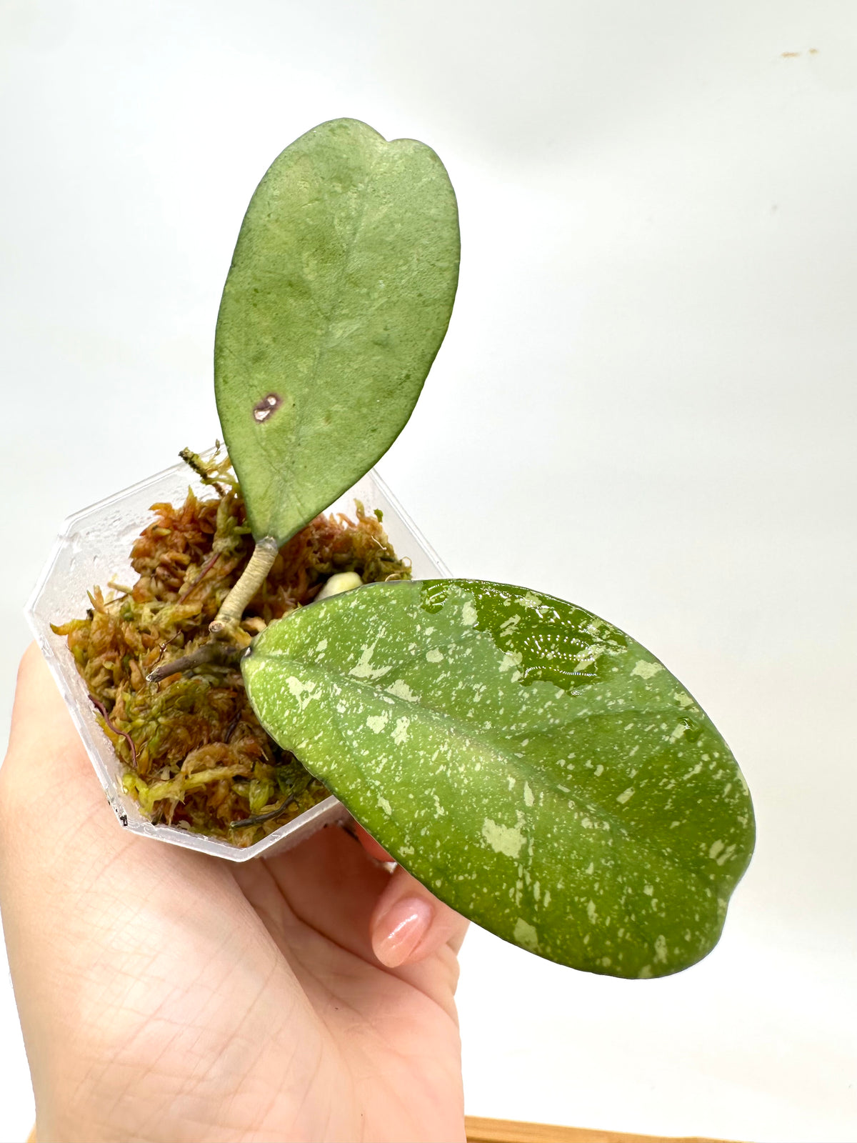 Hoya Meena Silver Splash