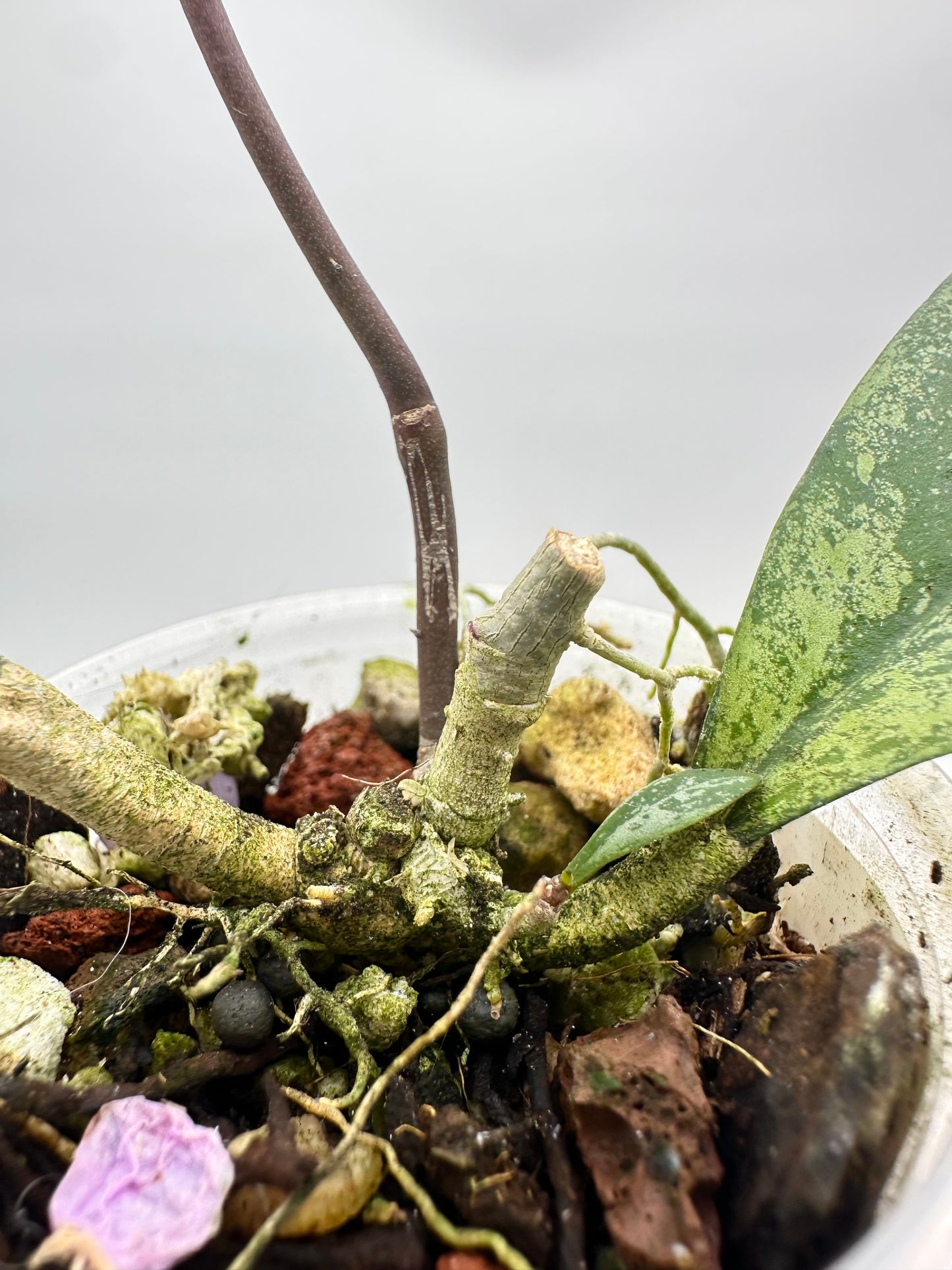 Hoya Crassipetiolata x Michelle Clone #2- Multiple Growths