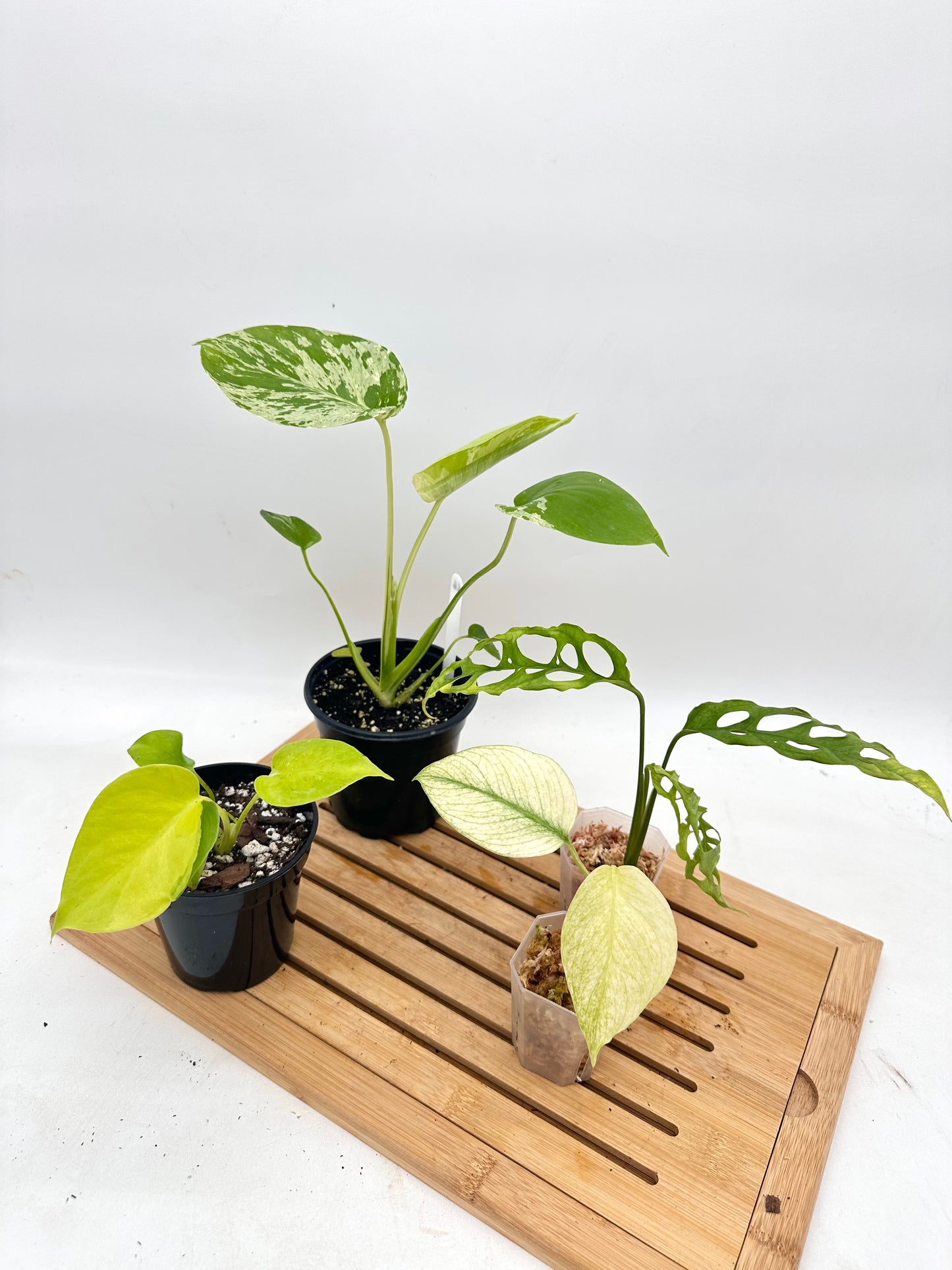 *Bundle Sale - Monstera
