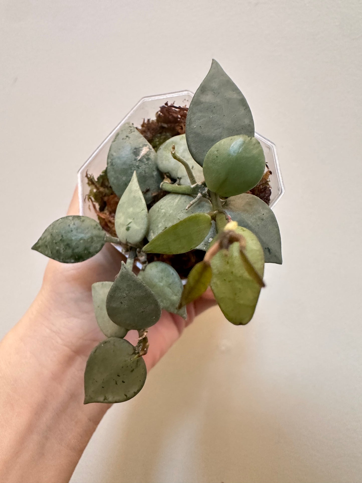 Hoya Mint Coin