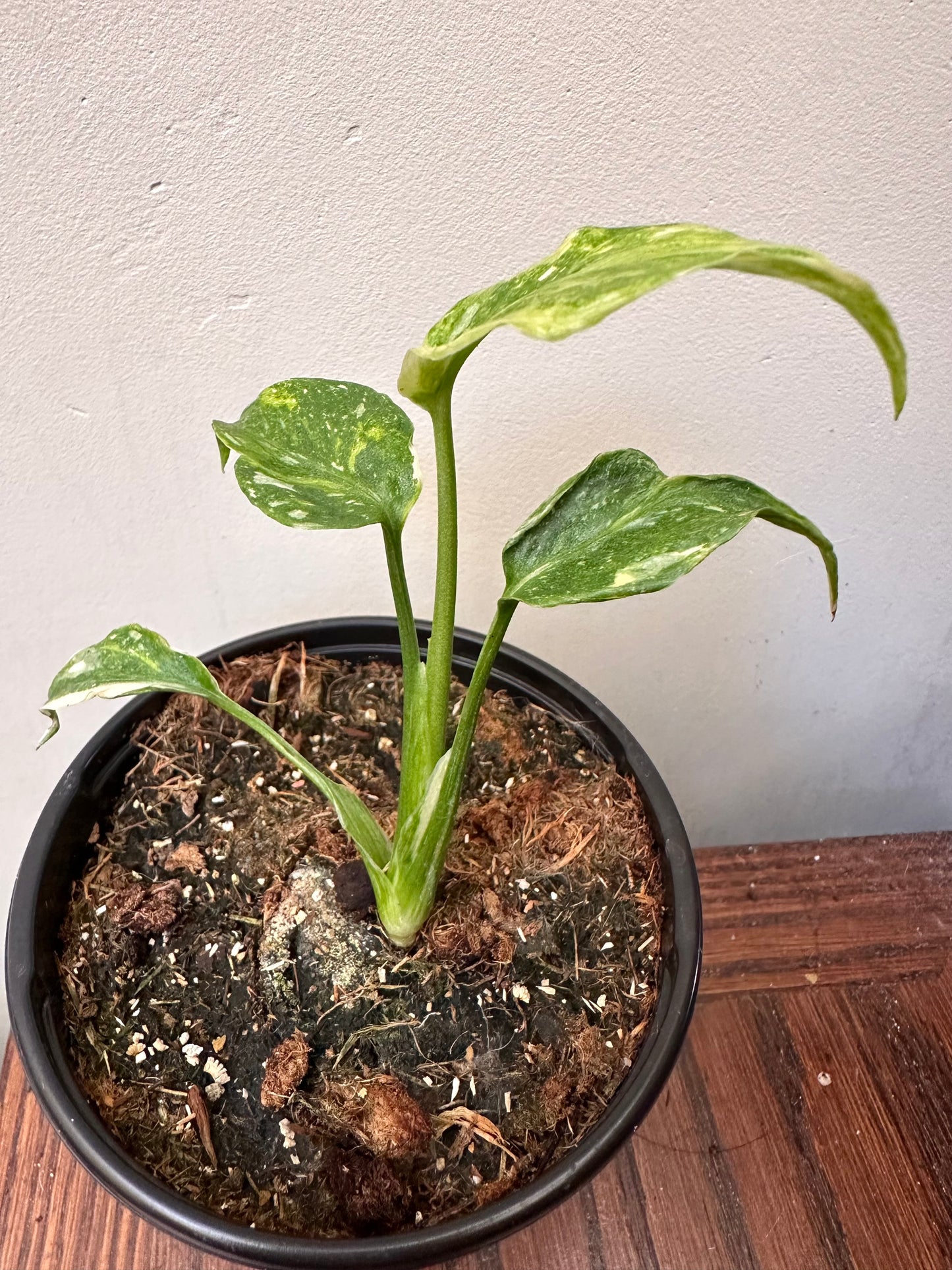 Monstera Miracle ‘tri-Colour Variegation’