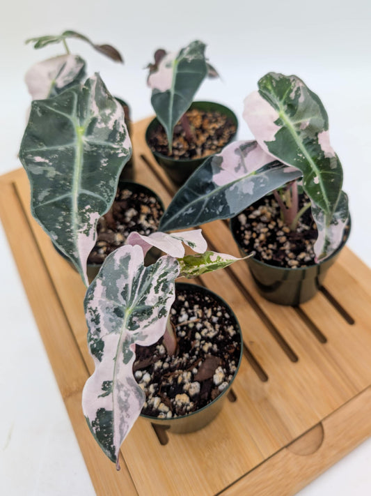 Alocasia Amazonica Pink Snowflake