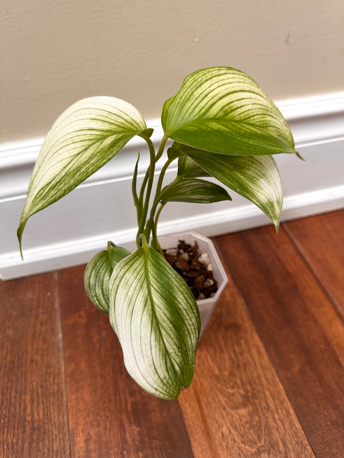 Scindapsus White Monster