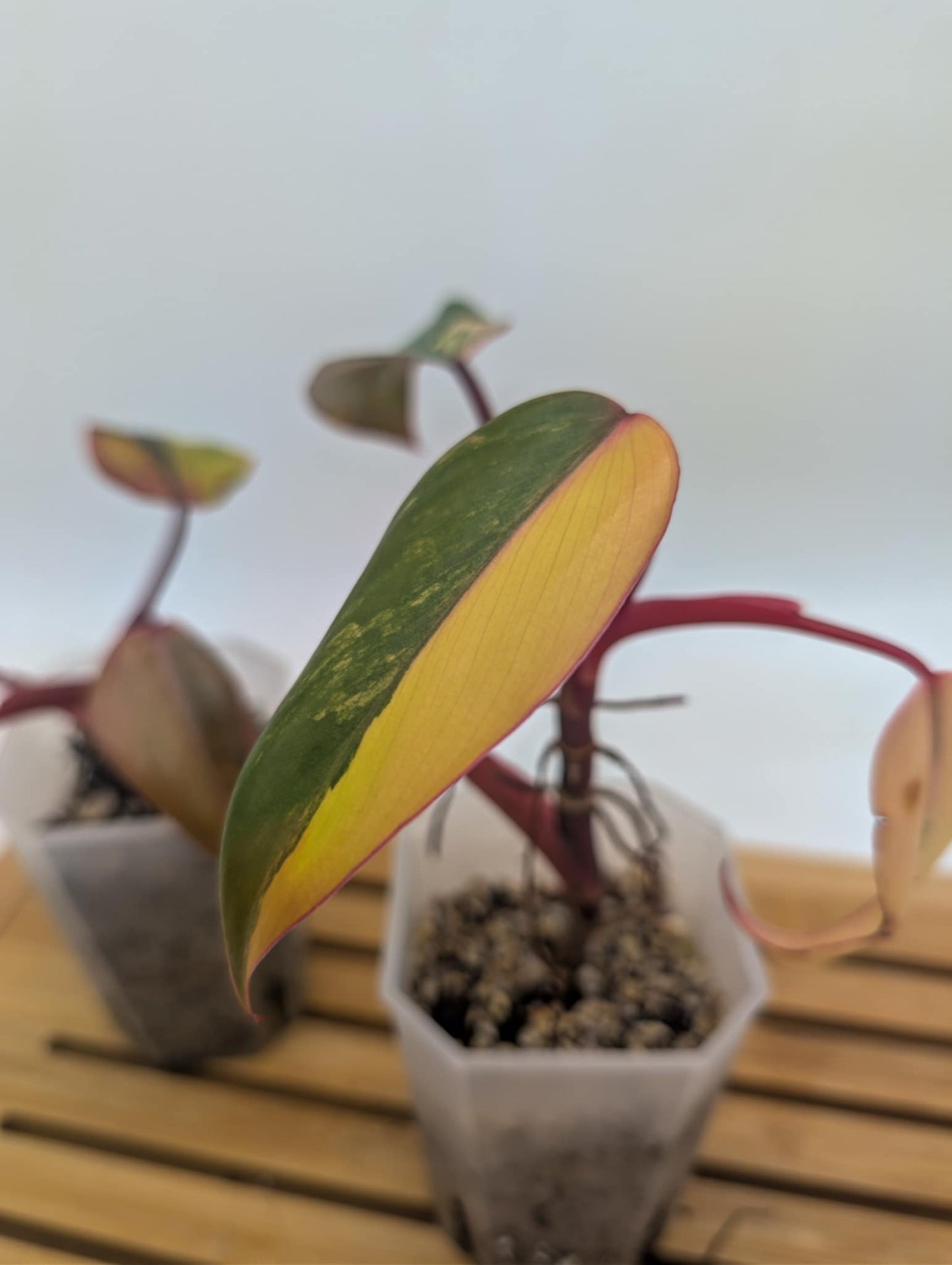 Philodendron Strawberry Shake