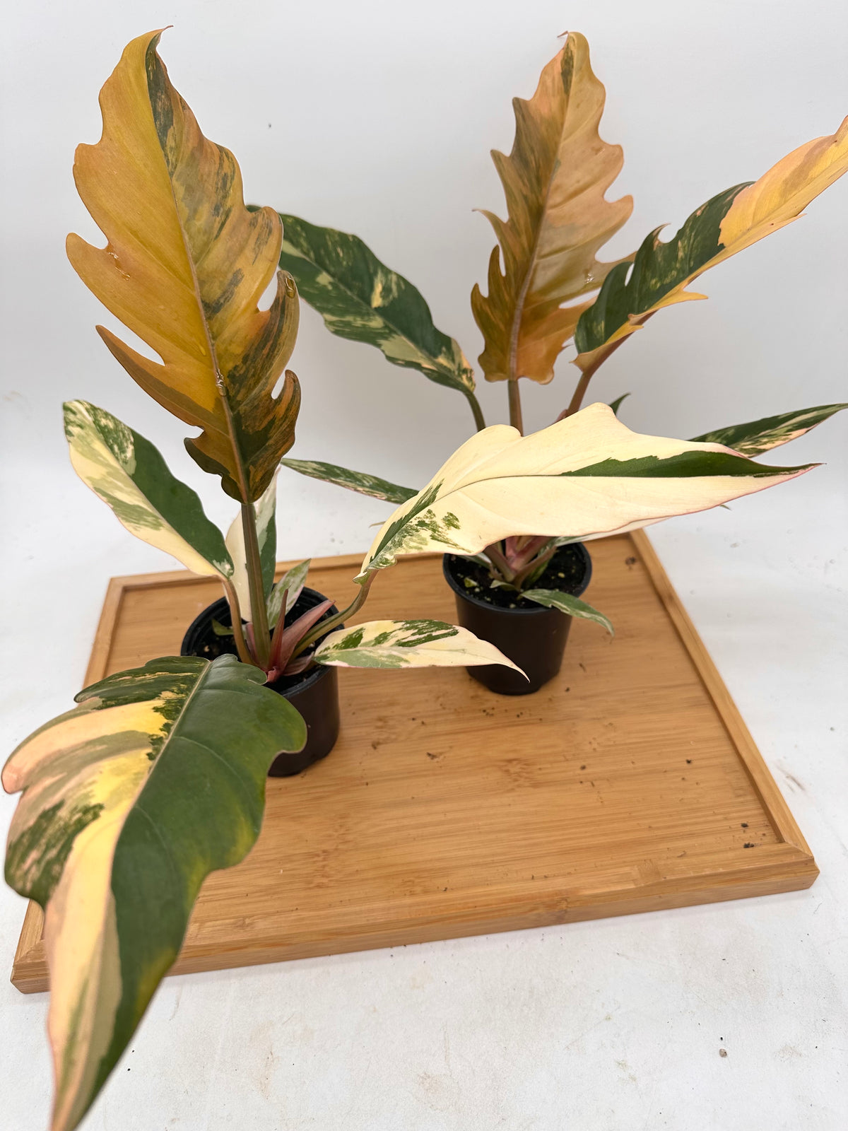 Philodendron Caramel Marble Variegated