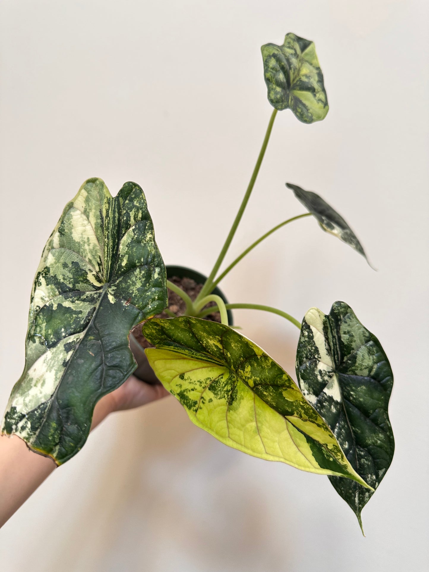 Alocasia Dragon Scale Variegated - Labour Day Sale ❤️‍🔥