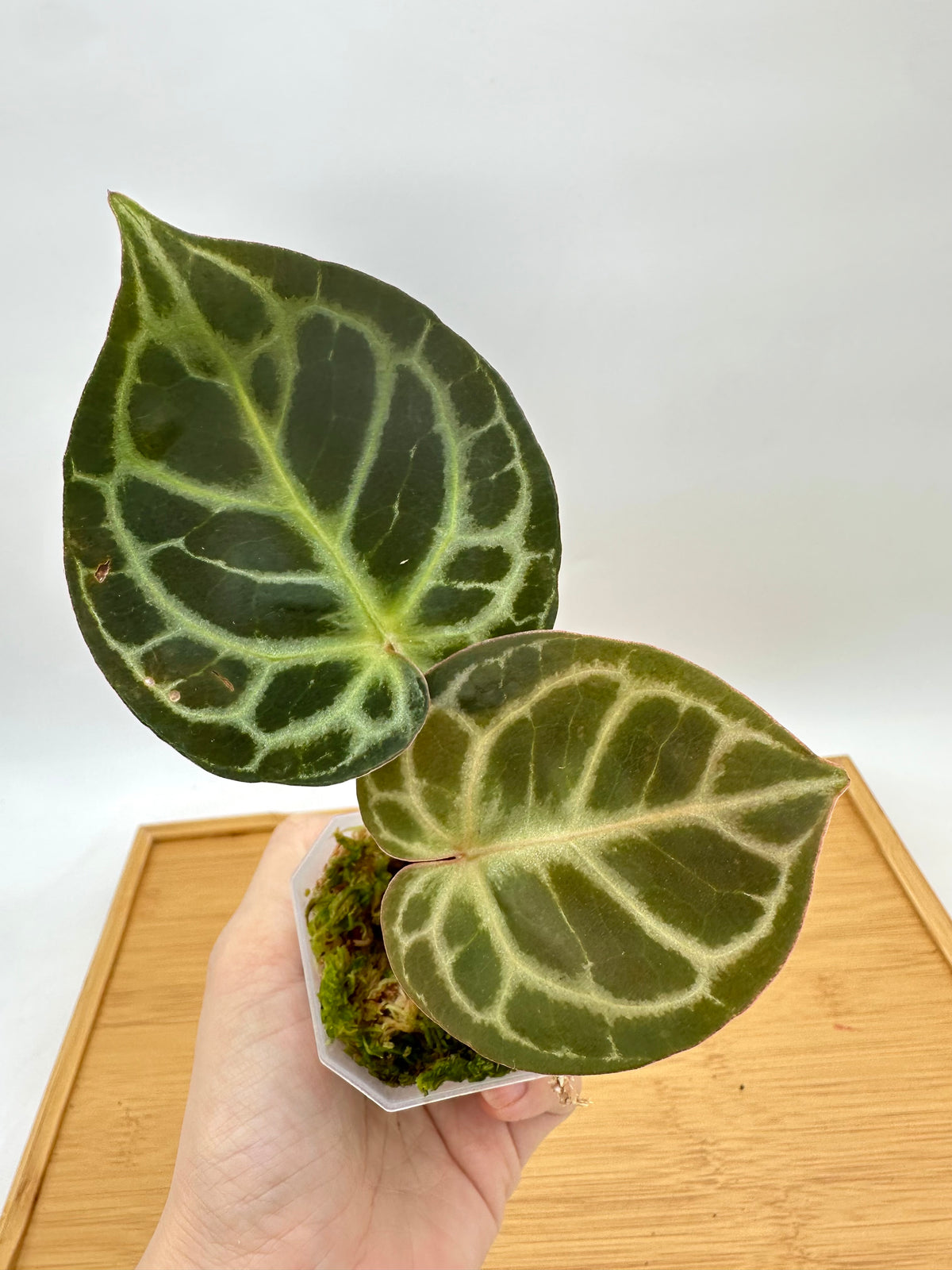 Anthurium Red Crystallinum x Black Crystallinum