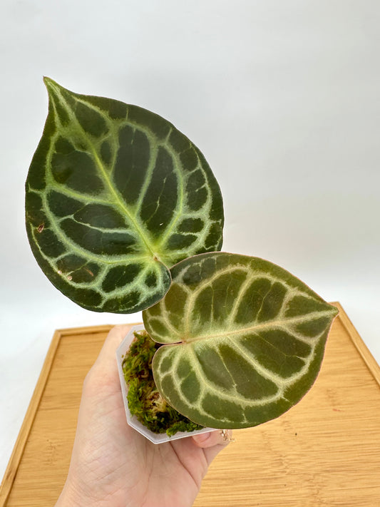Anthurium Red Crystallinum x Black Crystallinum