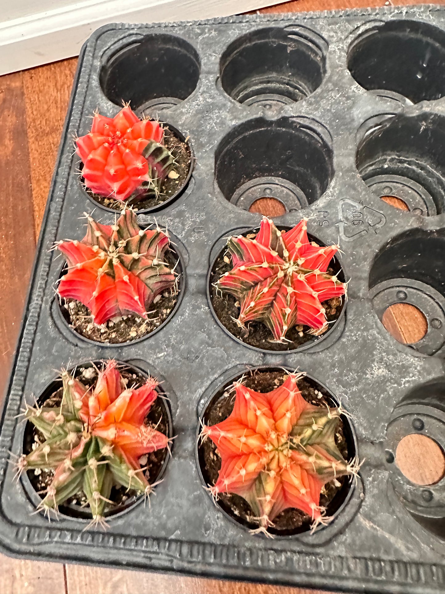 Variegated Gymnocalycium Mihanovichii