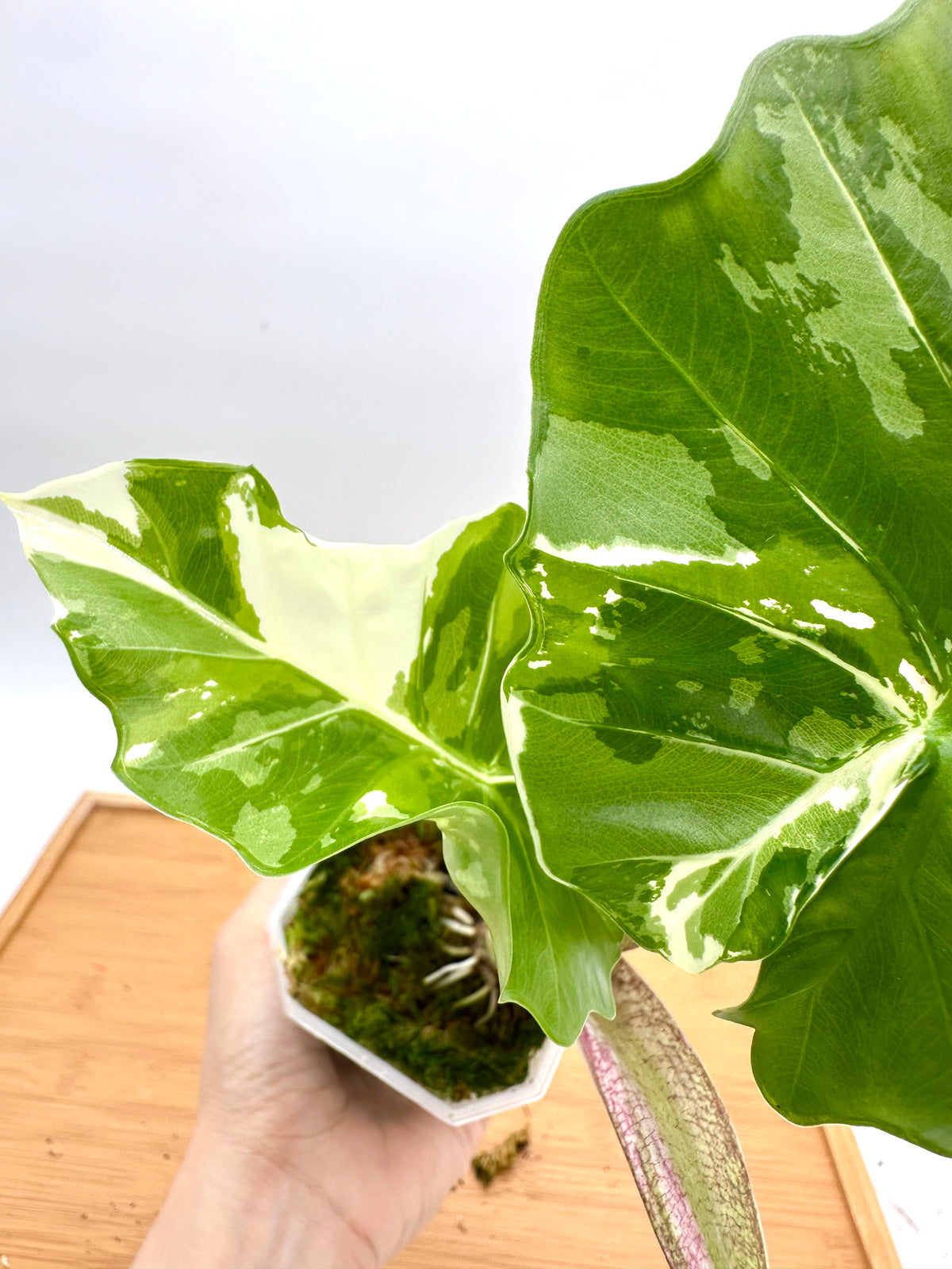 Alocasia Low Rider Albo Variegated