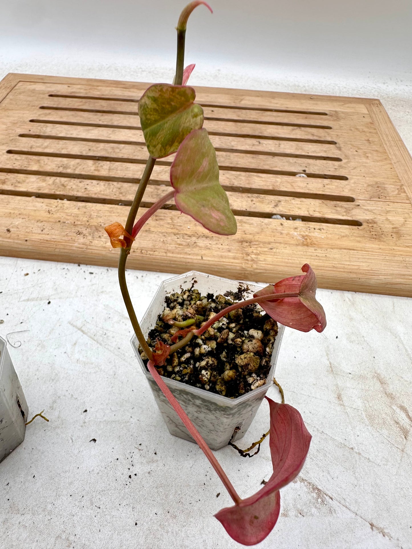 Philodendron Micans Mint Variegated
