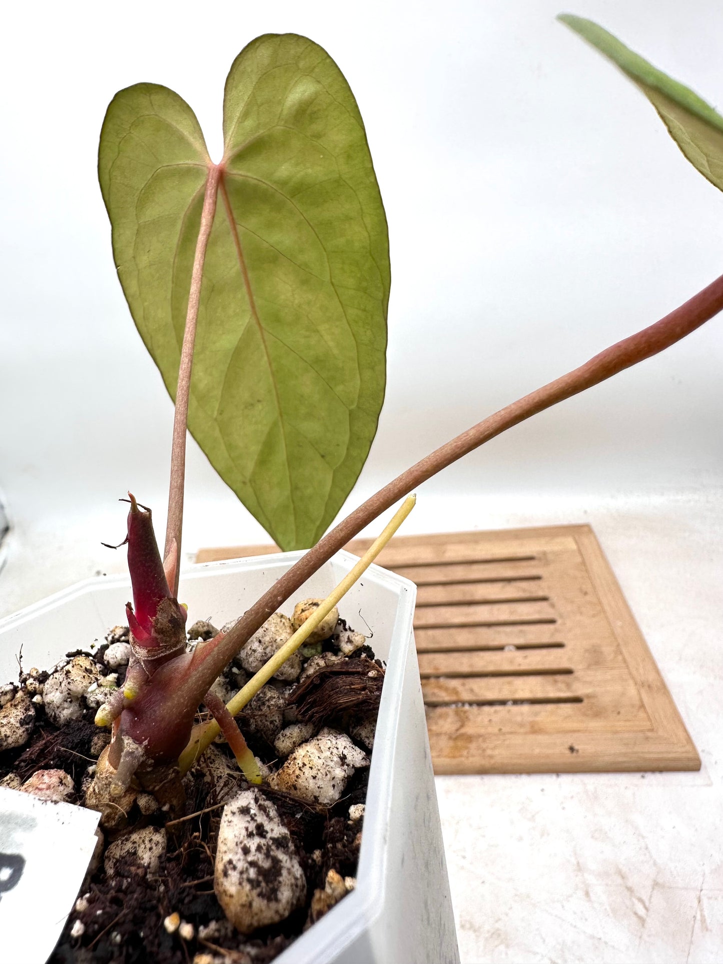 Anthurium AOS x Legend