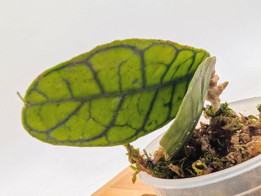Hoya Callistophylla