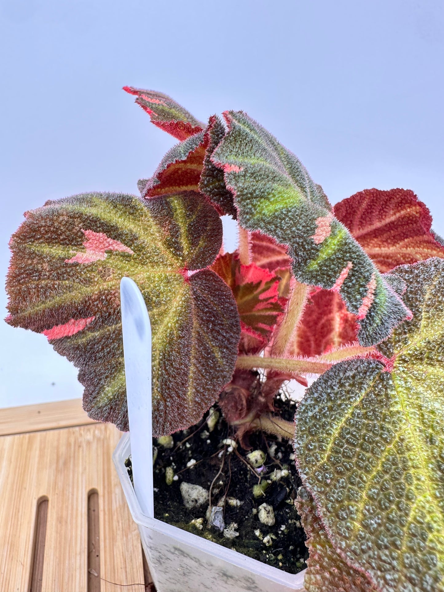Begonia Soli Mutata Pink Variegated
