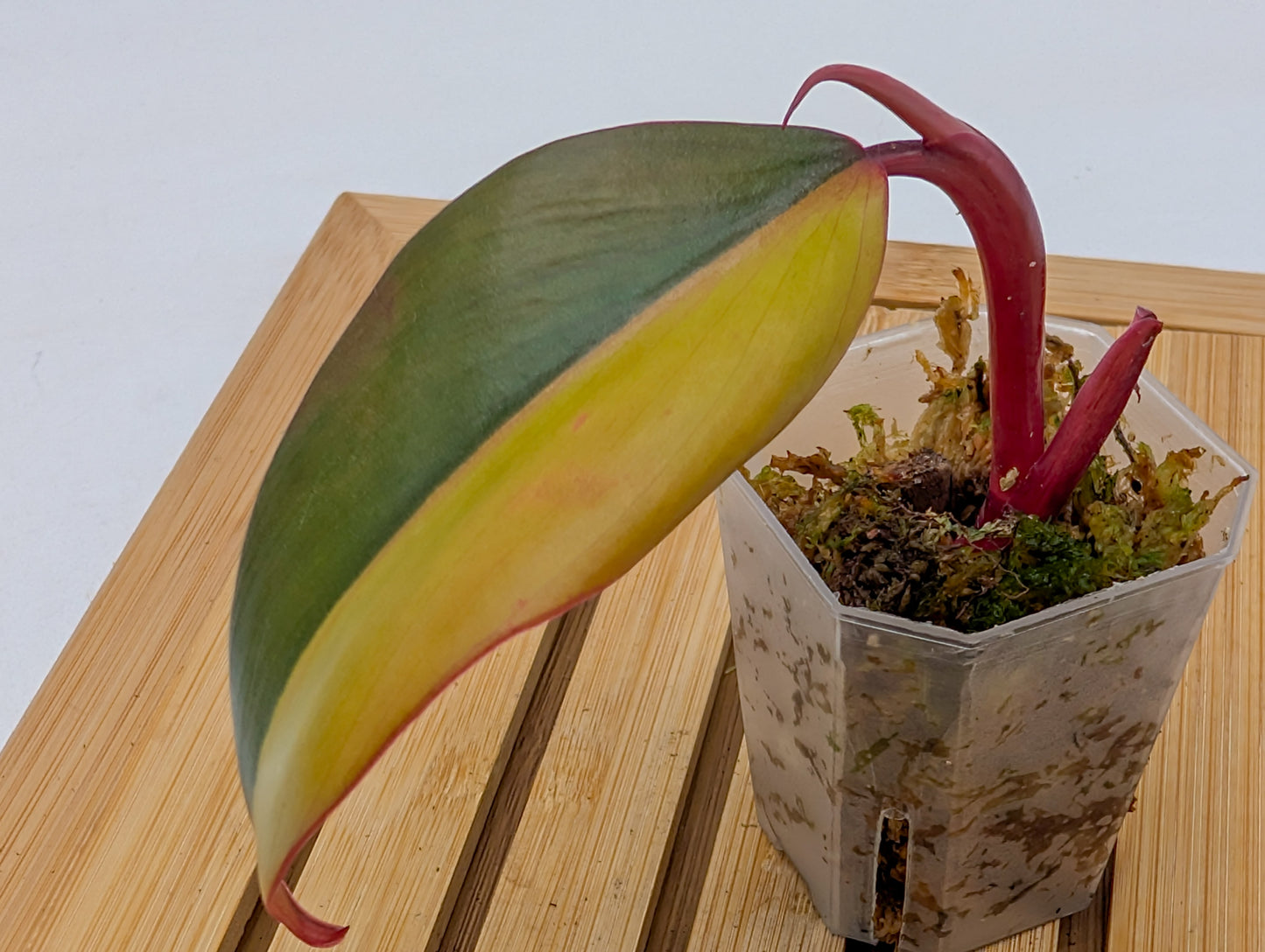 Philodendron Strawberry Shake Variegated