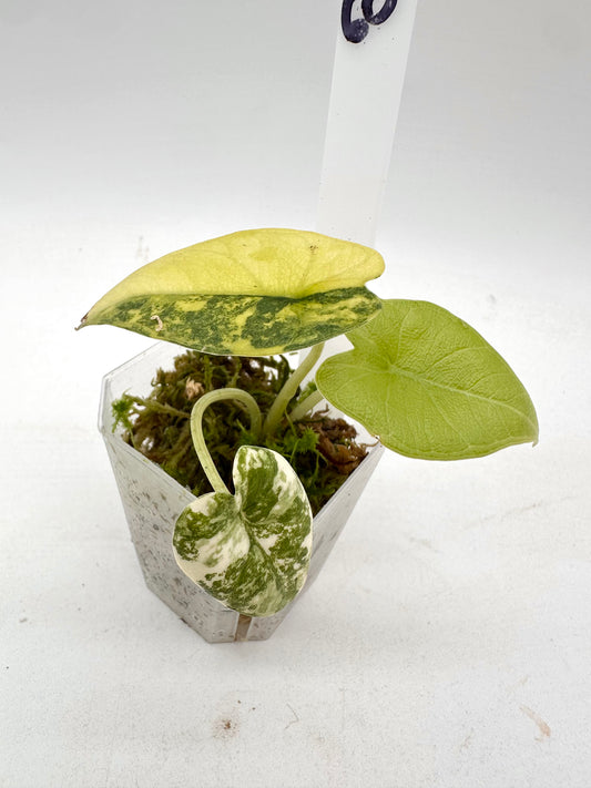 Alocasia Melo Aurea Variegated 060