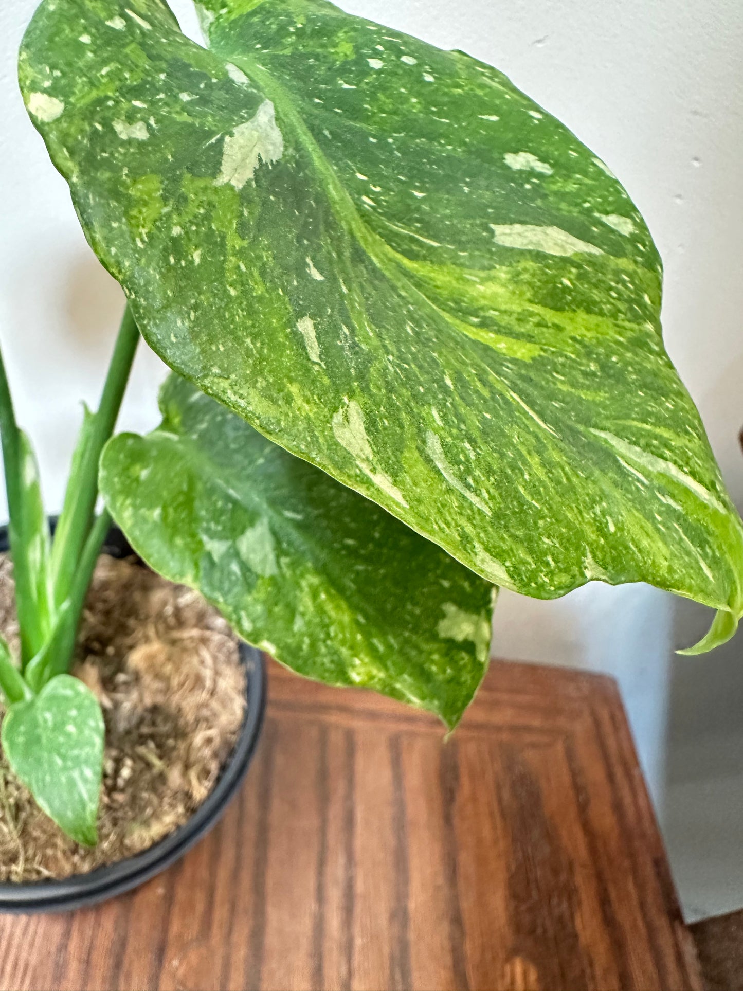 Monstera Miracle Mint/Tricolor Mint