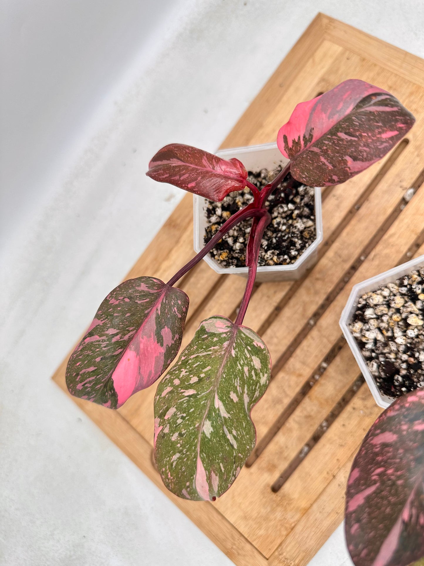 Philodendron Pink Princess Marble Galaxy from Thailand