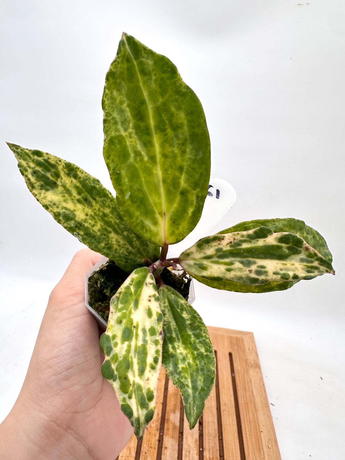 Hoya Crocodile - 2 active growths