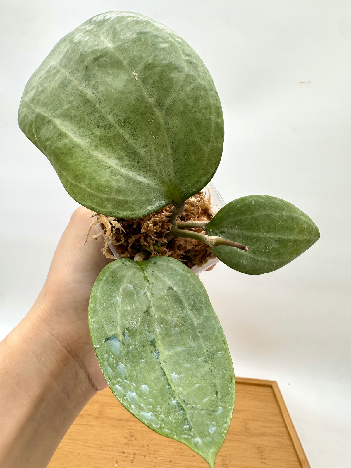Hoya Latifolia Round leaf Silver