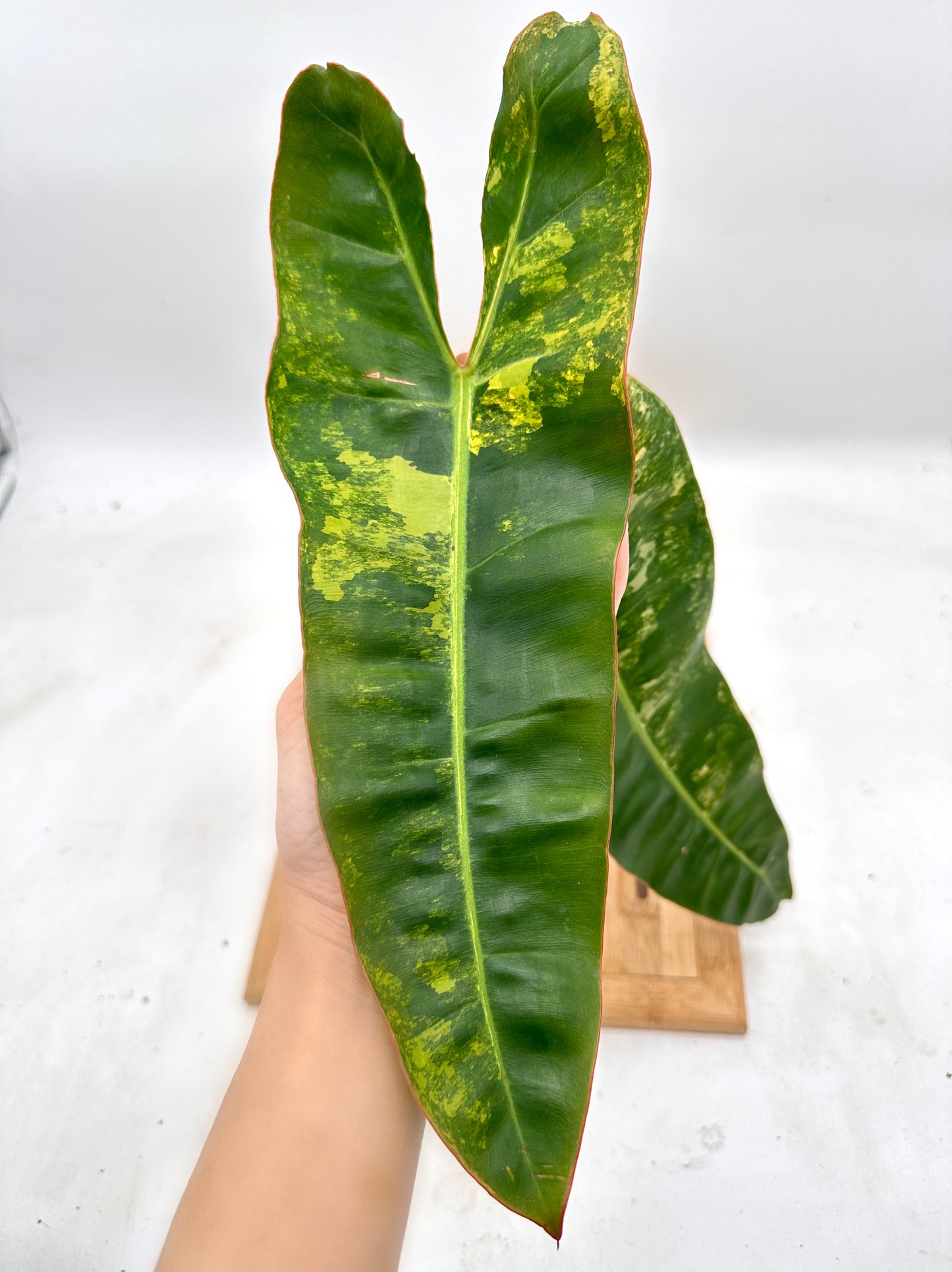 Philodendron Billietiae Variegated