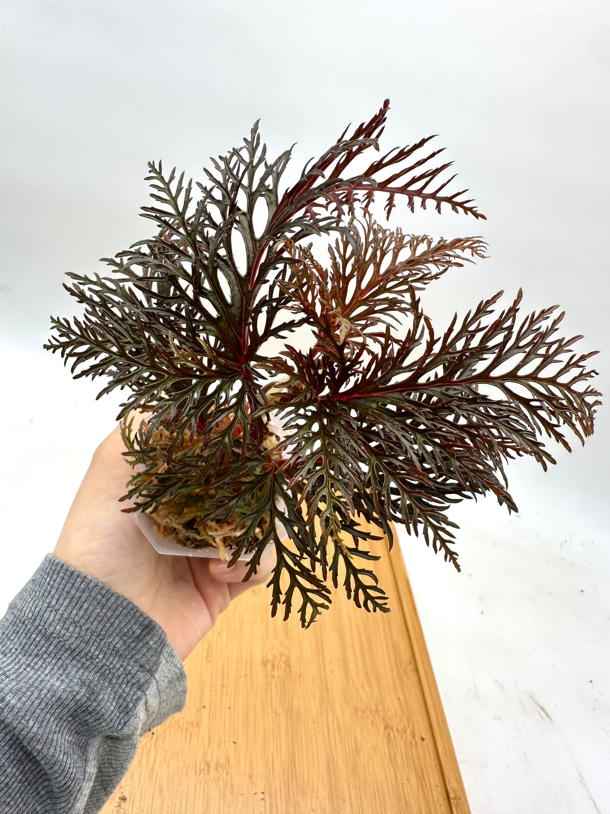Begonia Fern Leaf
