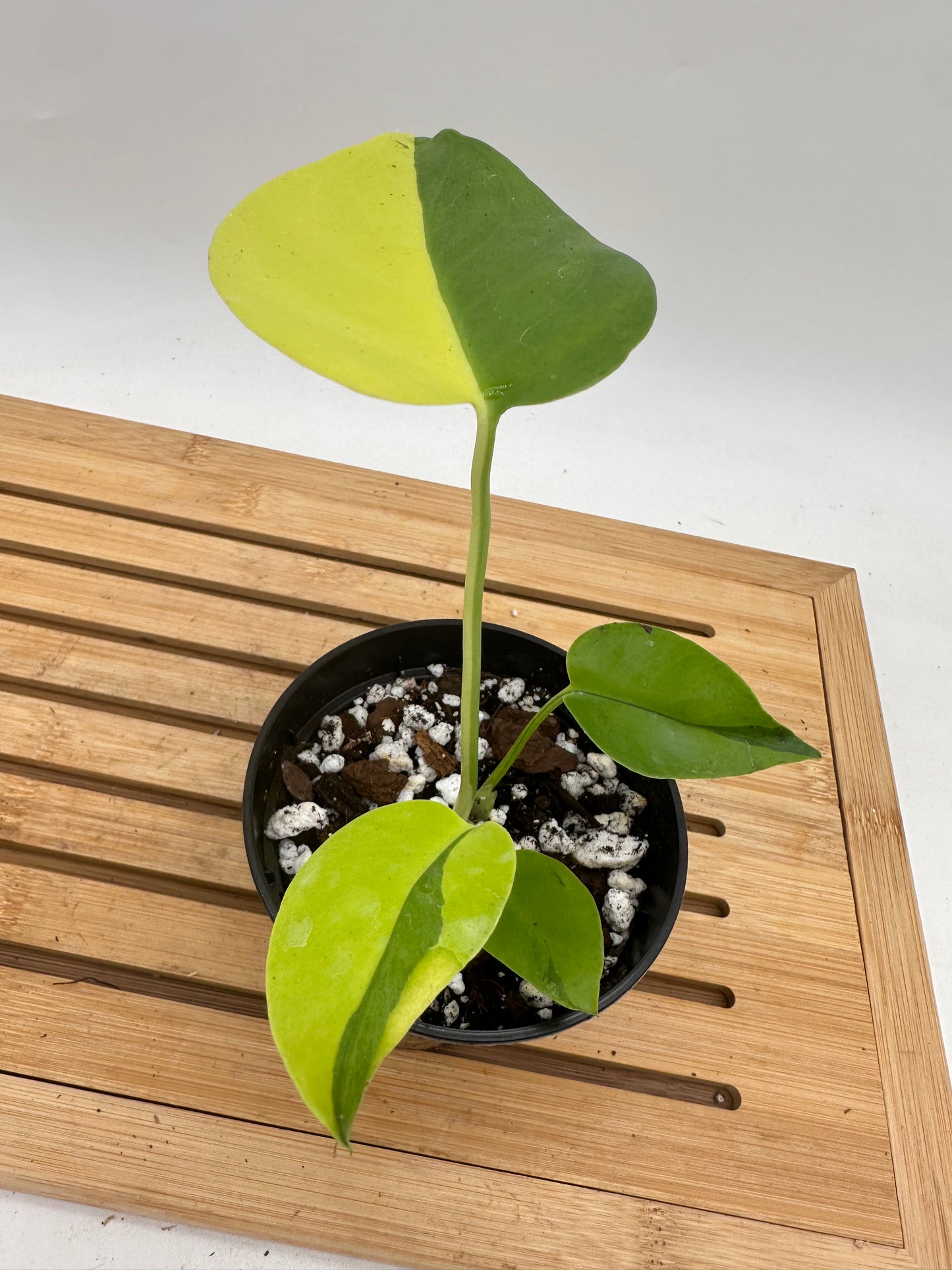 Monstera Light Lime #2