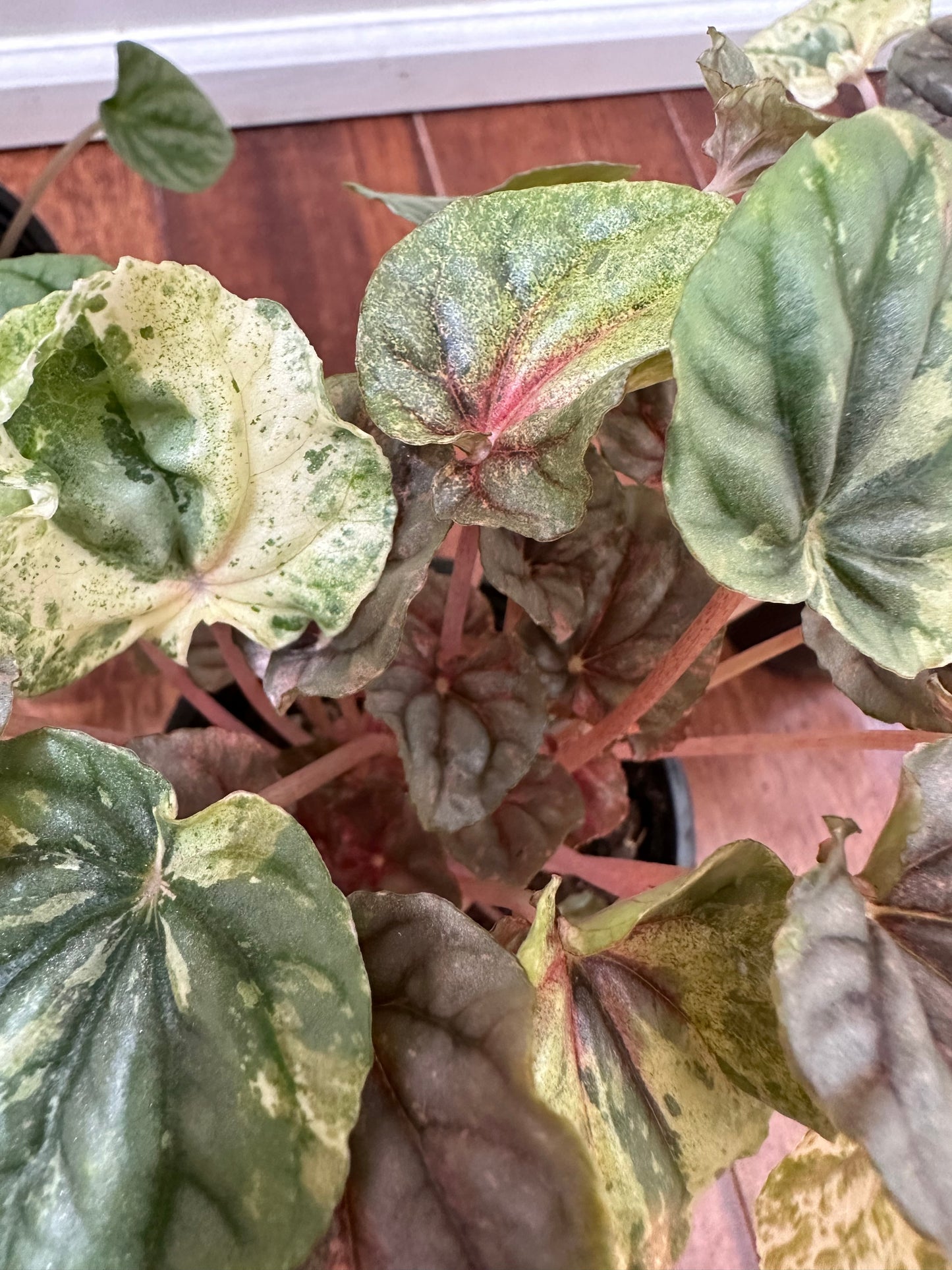 Peperomia Pink Lady Variegated